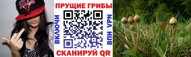 блэк спрут как войти  хочу наркоту  Почеп  Псилоцибиновые грибы Psilocybine cubensis 